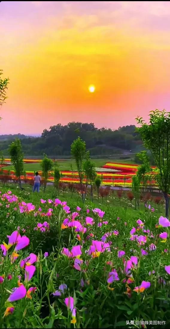 百花争艳，招蜂引蝶，鸟语花香，美轮美奂(图16)