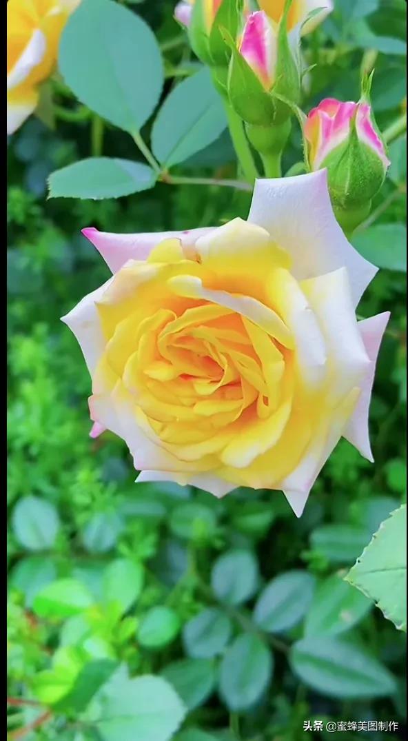 百花争艳，招蜂引蝶，鸟语花香，美轮美奂(图17)