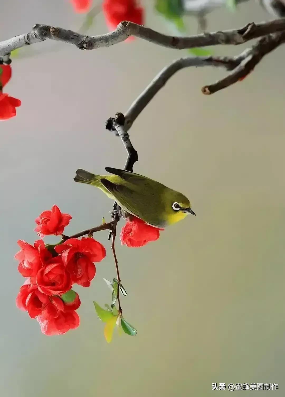 百花争艳，招蜂引蝶，鸟语花香，美轮美奂(图19)