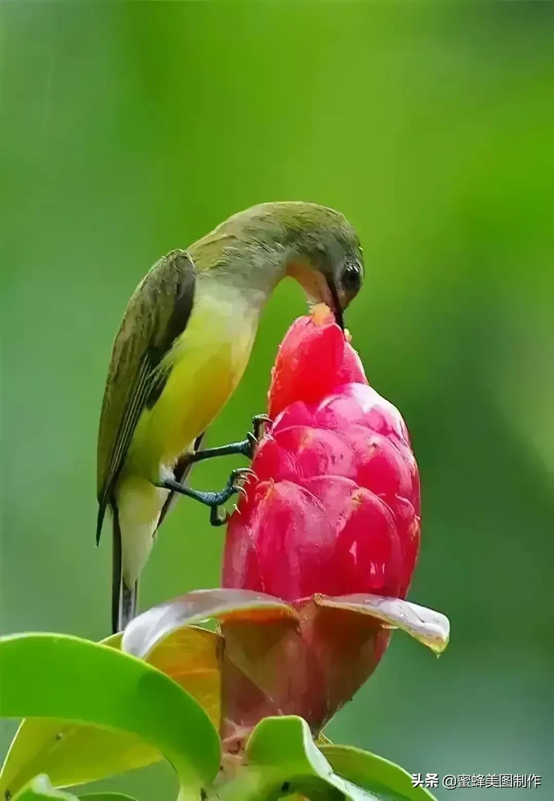 百花争艳，招蜂引蝶，鸟语花香，美轮美奂(图20)