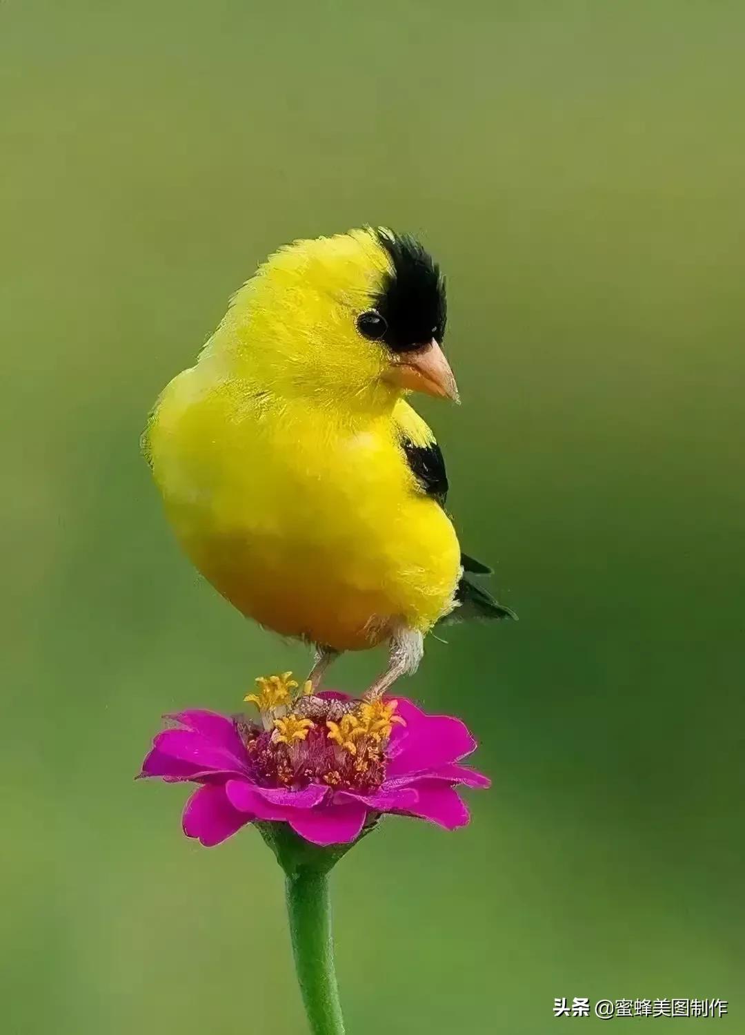 百花争艳，招蜂引蝶，鸟语花香，美轮美奂(图21)