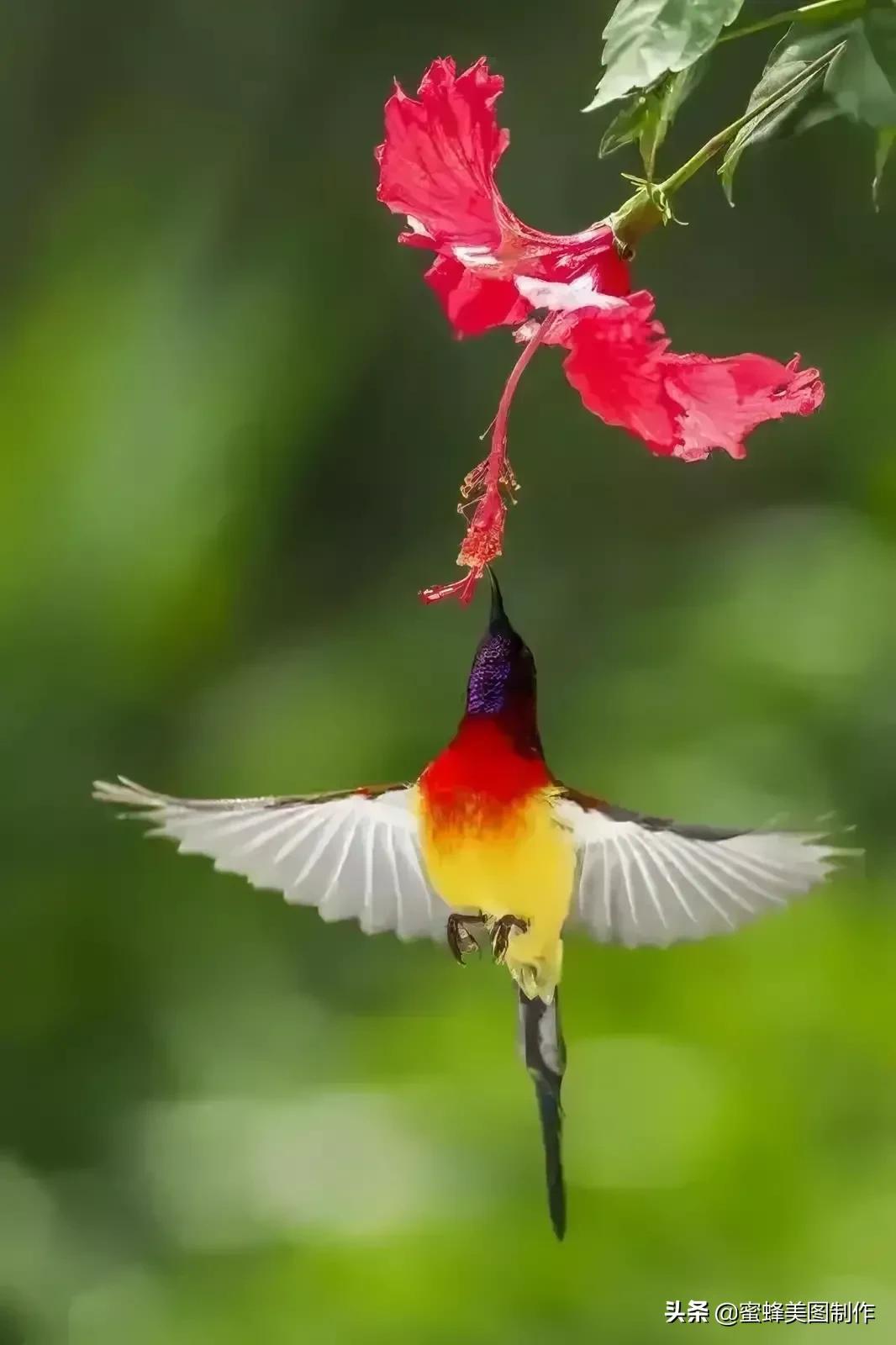 百花争艳，招蜂引蝶，鸟语花香，美轮美奂(图22)