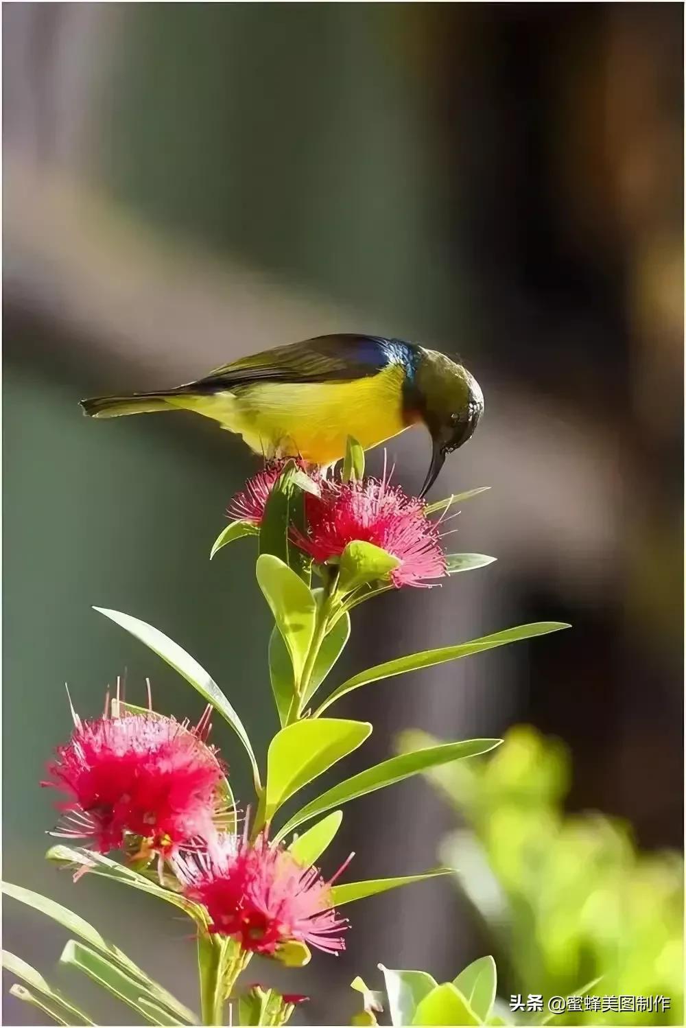 百花争艳，招蜂引蝶，鸟语花香，美轮美奂(图24)