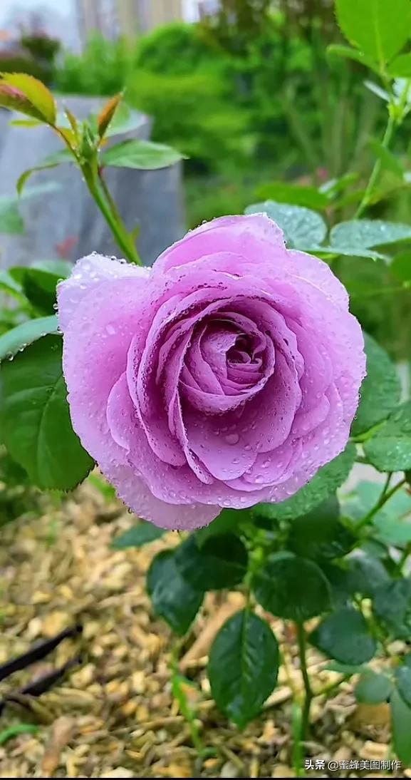 百花争艳，招蜂引蝶，鸟语花香，美轮美奂(图25)