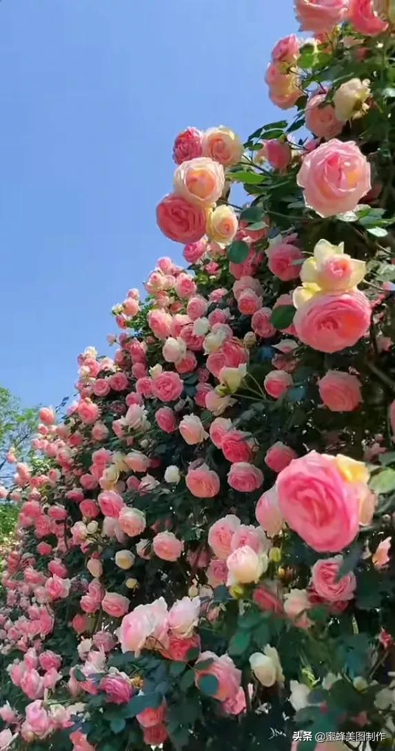 百花争艳，招蜂引蝶，鸟语花香，美轮美奂(图26)