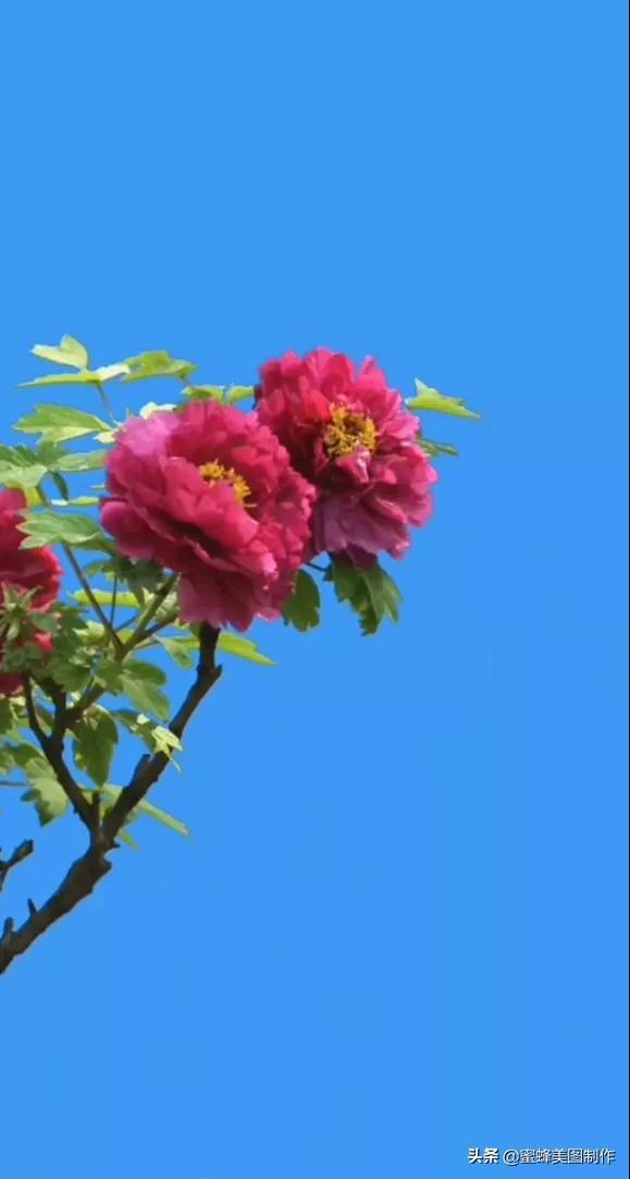 百花争艳，招蜂引蝶，鸟语花香，美轮美奂(图28)