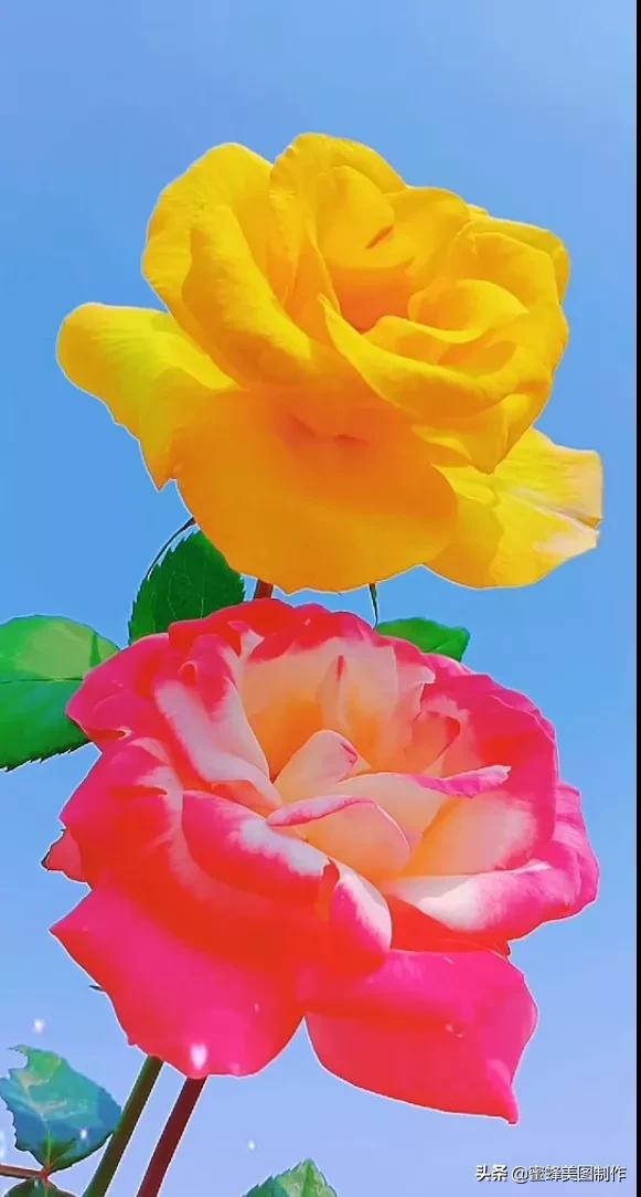 百花争艳，招蜂引蝶，鸟语花香，美轮美奂(图29)