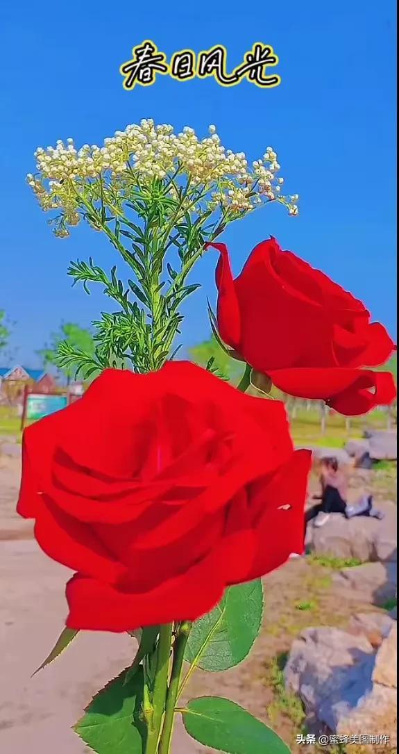 百花争艳，招蜂引蝶，鸟语花香，美轮美奂(图30)