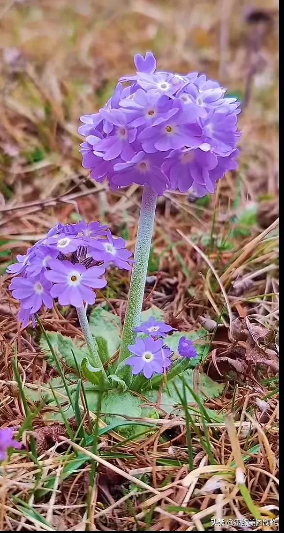百花争艳，招蜂引蝶，鸟语花香，美轮美奂(图31)