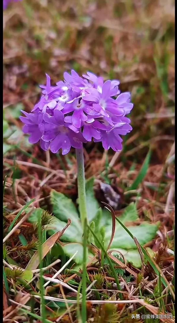 百花争艳，招蜂引蝶，鸟语花香，美轮美奂(图32)