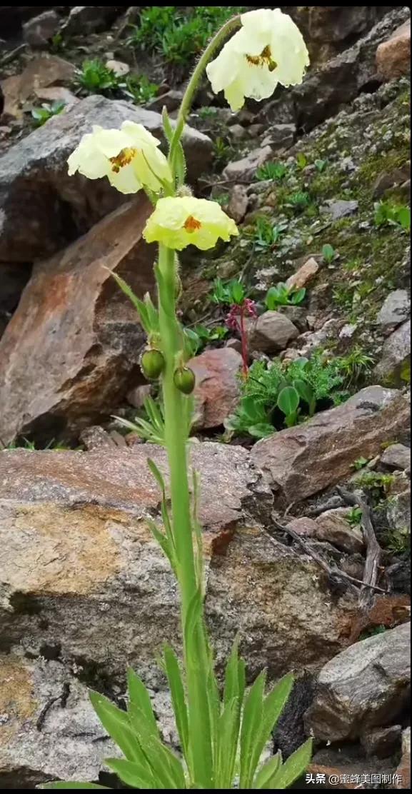 百花争艳，招蜂引蝶，鸟语花香，美轮美奂(图33)