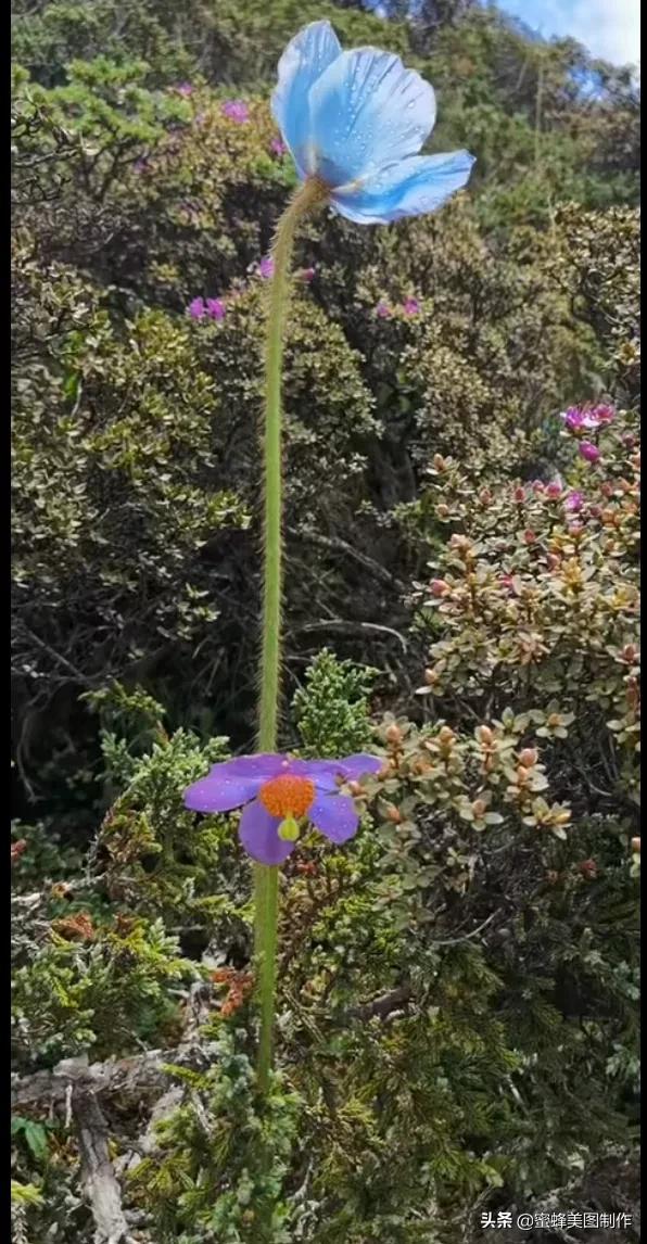 百花争艳，招蜂引蝶，鸟语花香，美轮美奂(图34)