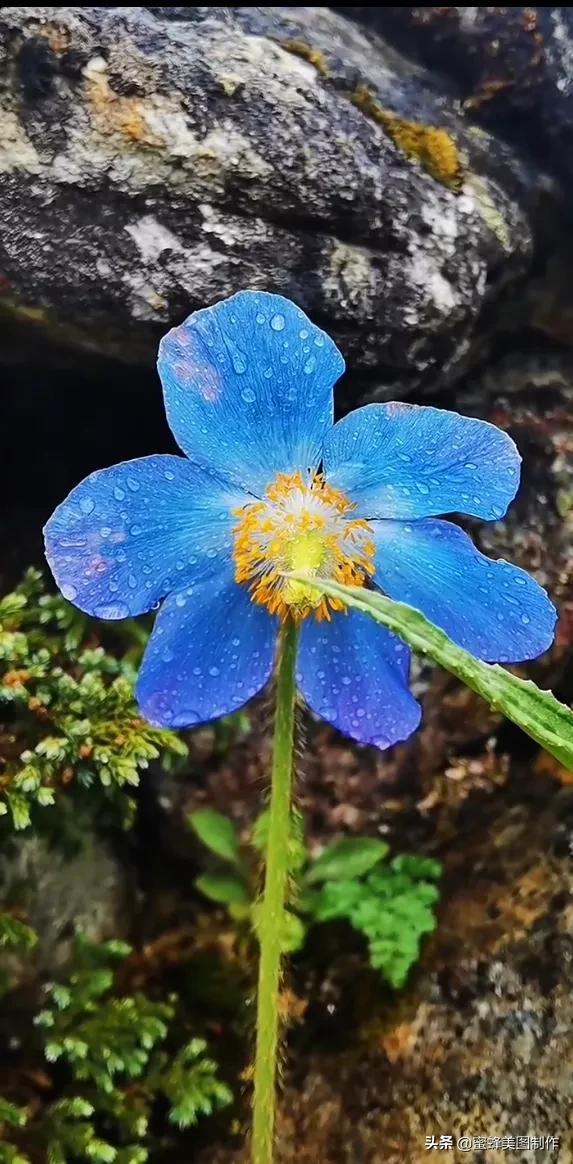 百花争艳，招蜂引蝶，鸟语花香，美轮美奂(图35)