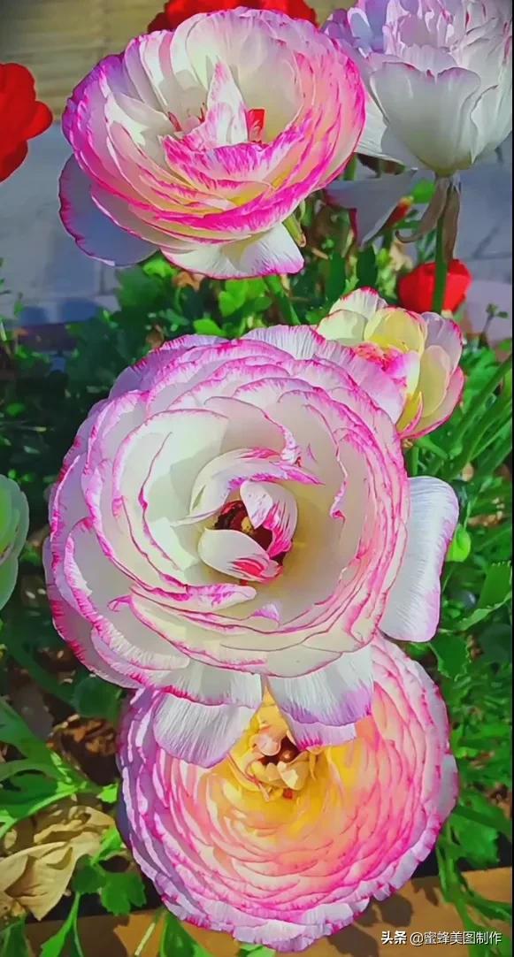 百花争艳，招蜂引蝶，鸟语花香，美轮美奂(图36)