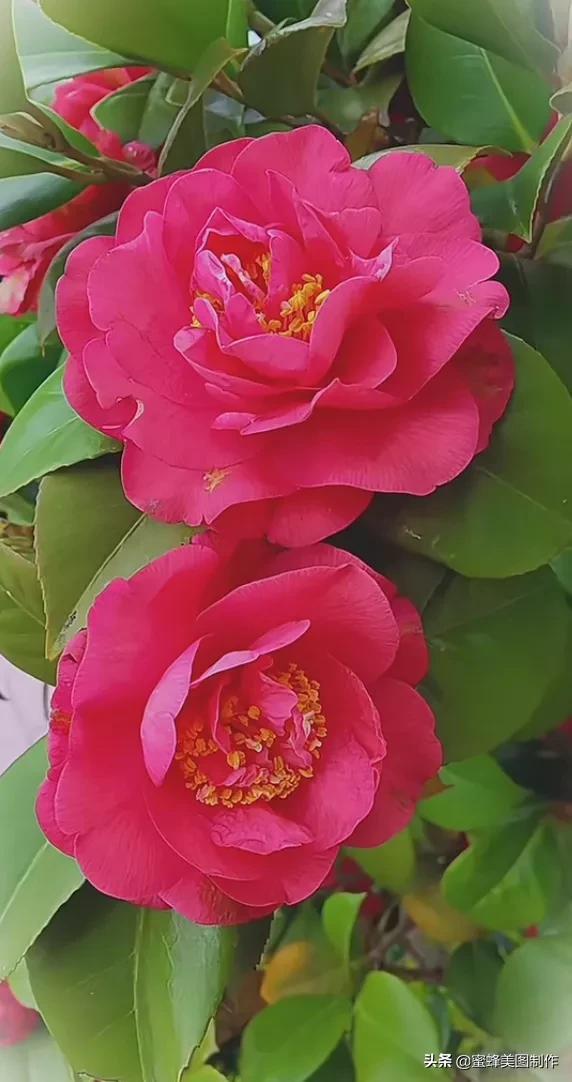 百花争艳，招蜂引蝶，鸟语花香，美轮美奂(图37)