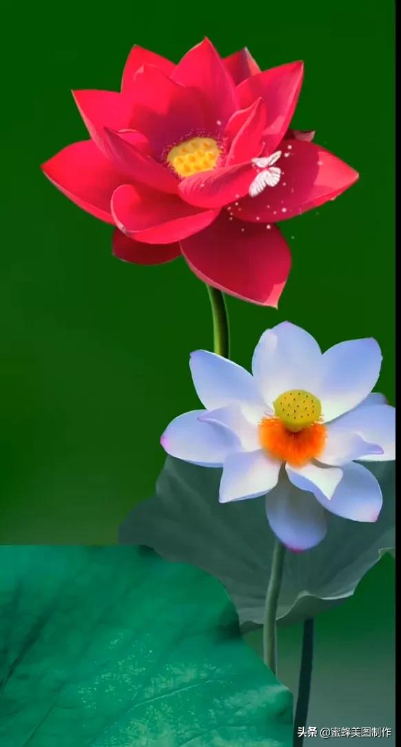 百花争艳，招蜂引蝶，鸟语花香，美轮美奂(图38)