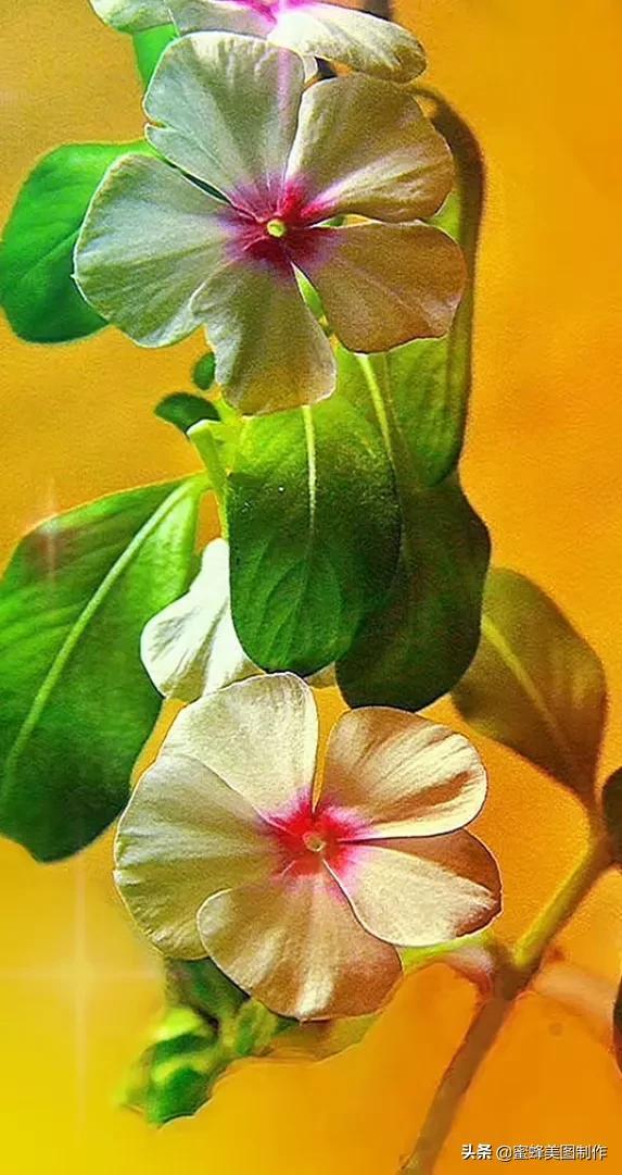 百花争艳，招蜂引蝶，鸟语花香，美轮美奂(图39)