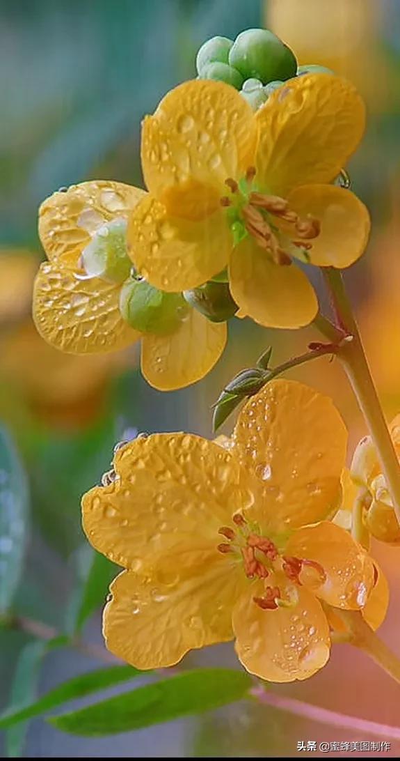 百花争艳，招蜂引蝶，鸟语花香，美轮美奂(图41)