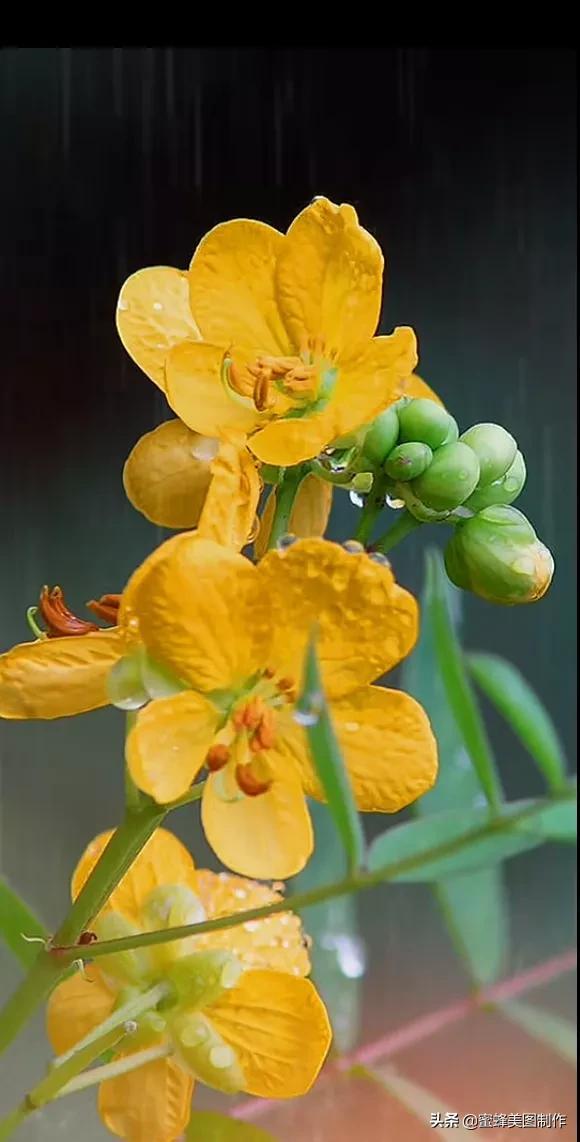 百花争艳，招蜂引蝶，鸟语花香，美轮美奂(图42)