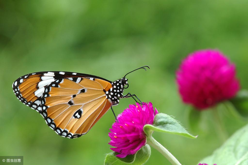 蝴蝶穿花过，蜜蜂采蜜忙(图1)