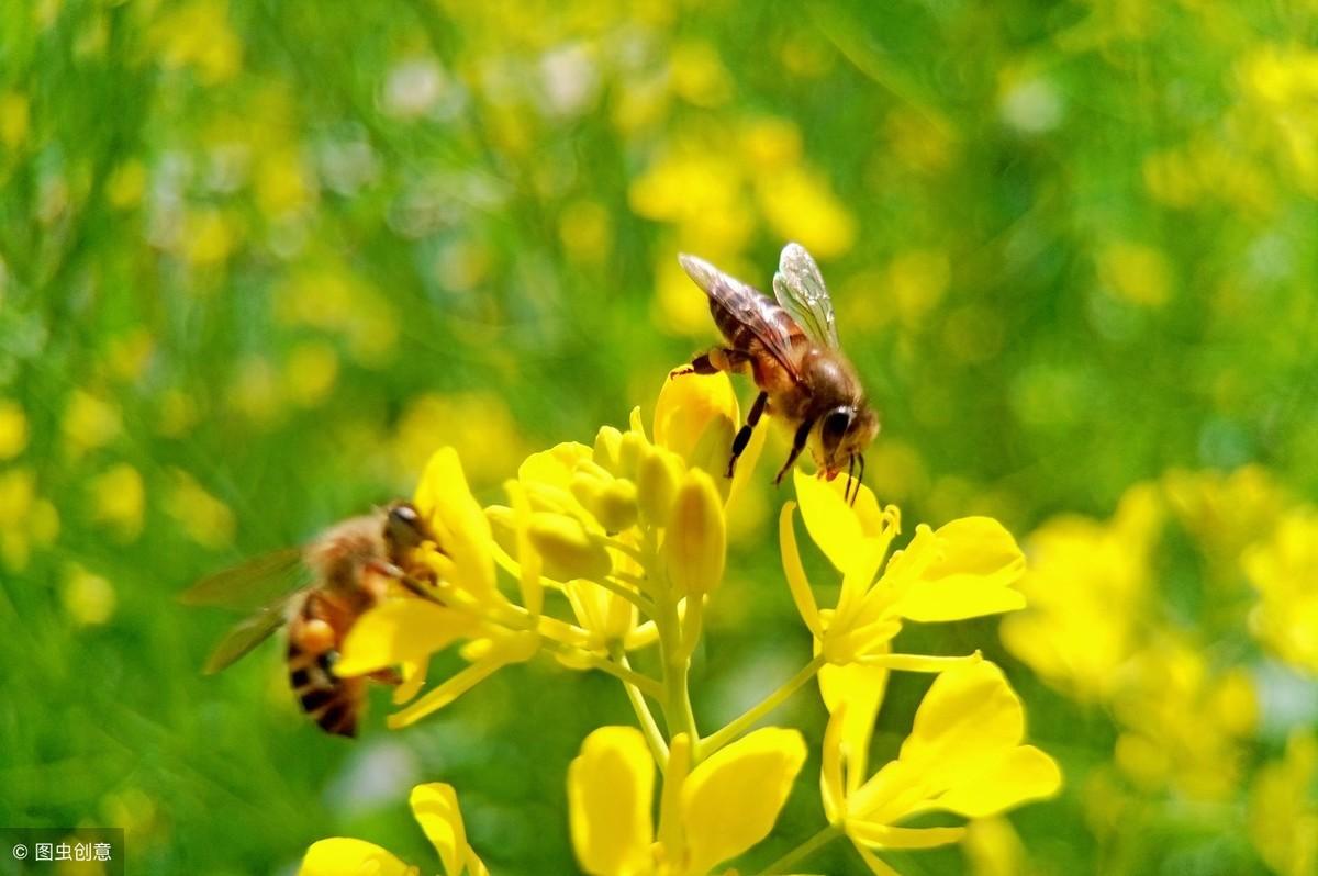 蝴蝶穿花过，蜜蜂采蜜忙(图2)