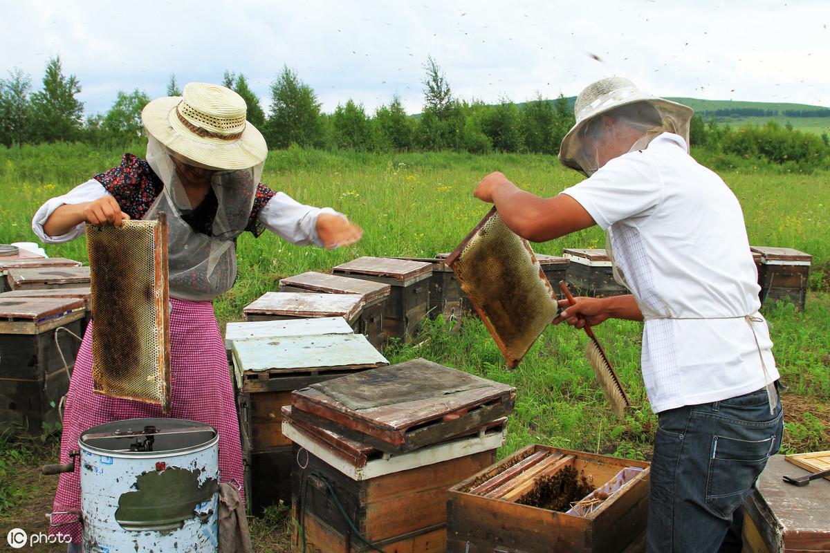蝴蝶穿花过，蜜蜂采蜜忙(图4)