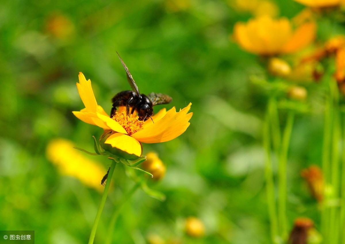 蝴蝶穿花过，蜜蜂采蜜忙(图6)