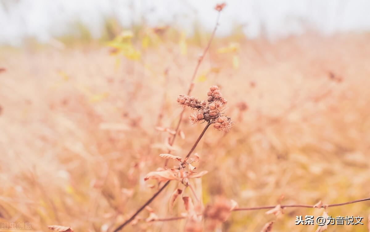那些令人念念不忘的唯美句子(图14)