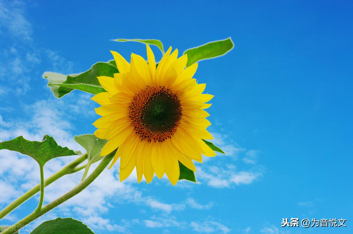 那些令人念念不忘的唯美句子(图19)