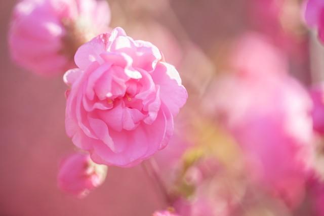 有一种思念，在心里，在梦里，一直萦绕在心头(图2)