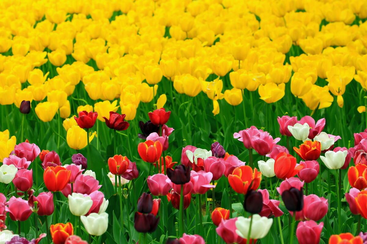 情不知所起，魂牵梦绕一整生，写给入了心的你(图2)