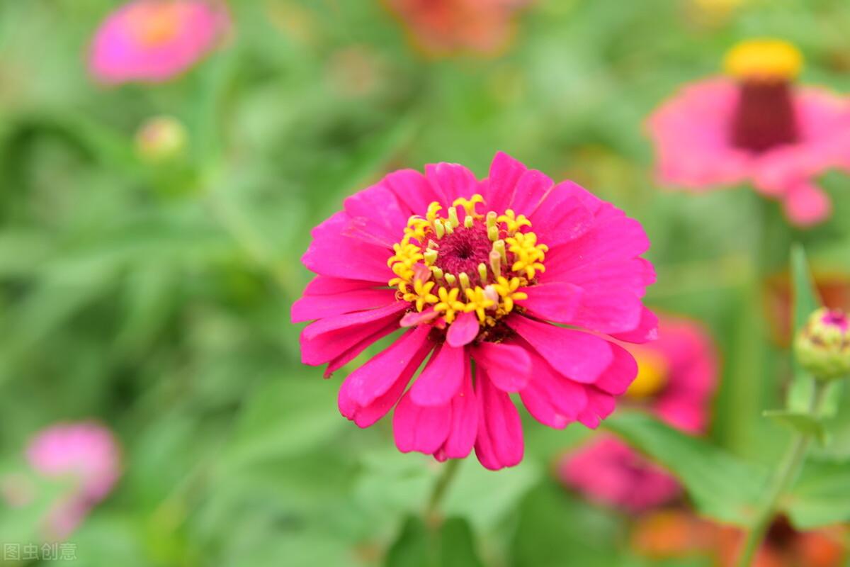 情不知所起，魂牵梦绕一整生，写给入了心的你(图3)