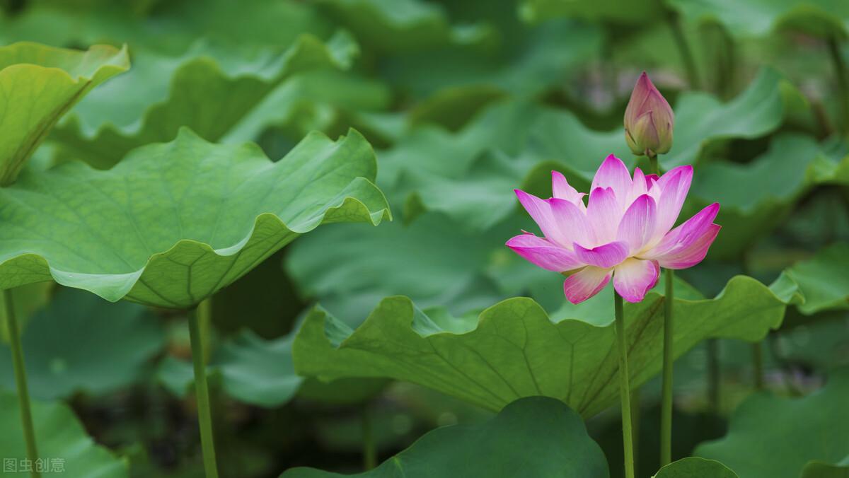 情不知所起，魂牵梦绕一整生，写给入了心的你(图4)