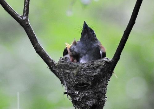 放生的意义：莫道群生性命微(图1)