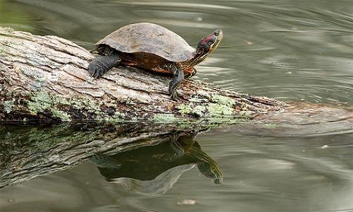 放生的意义：莫道群生性命微(图3)