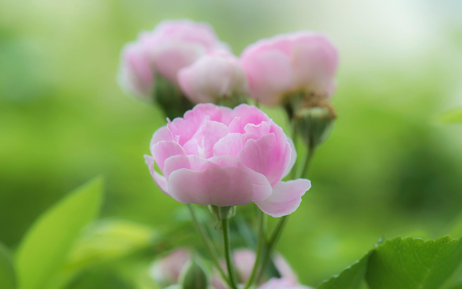 抓不住你的手，也放不下你的温柔，时光走过经年，可我还是很想你(图1)