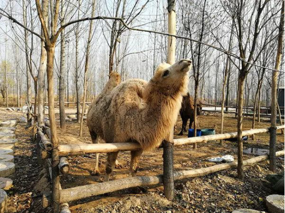 来五一农场，找寻光阴的故事(图16)