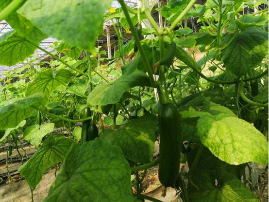 来五一农场，找寻光阴的故事(图17)