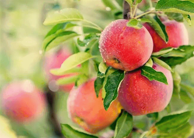 金秋重逢，相知威海！等你来，重享硕果(图7)