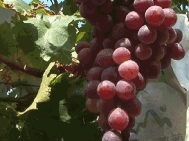 金秋重逢，相知威海！等你来，重享硕果(图9)