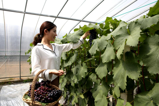 金秋重逢，相知威海！等你来，重享硕果(图12)