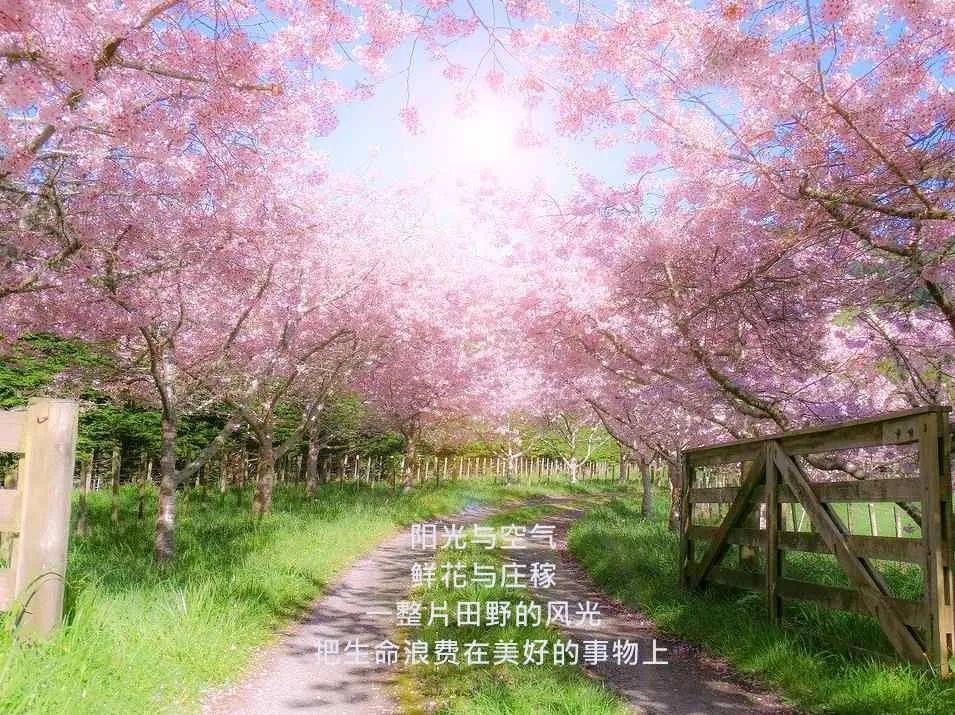 一份价值80万的农场营销文案，免费拿去！(图11)