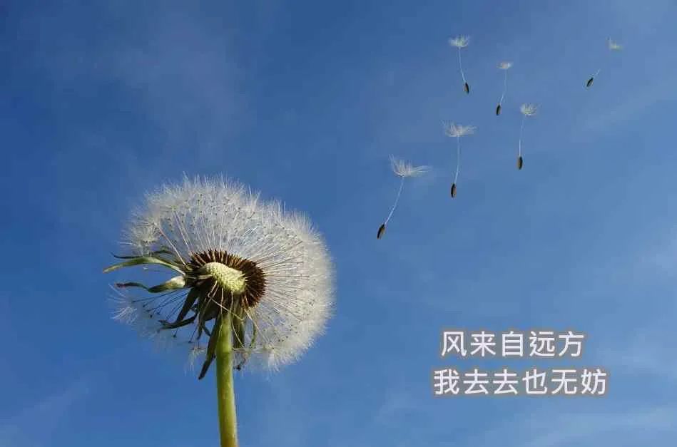 一份价值80万的农场营销文案，免费拿去！(图19)