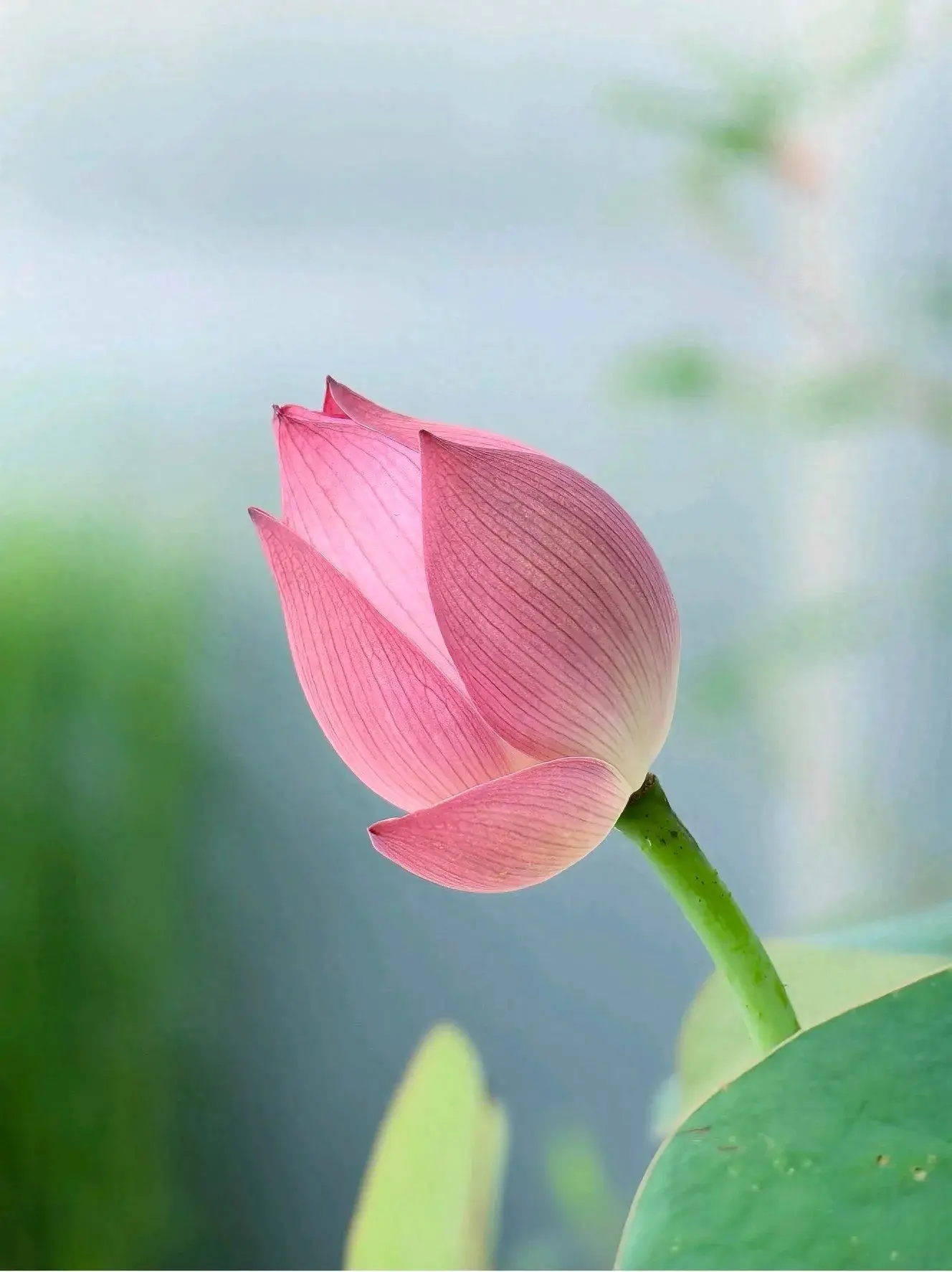 双语阅读：英语名言集锦(图1)