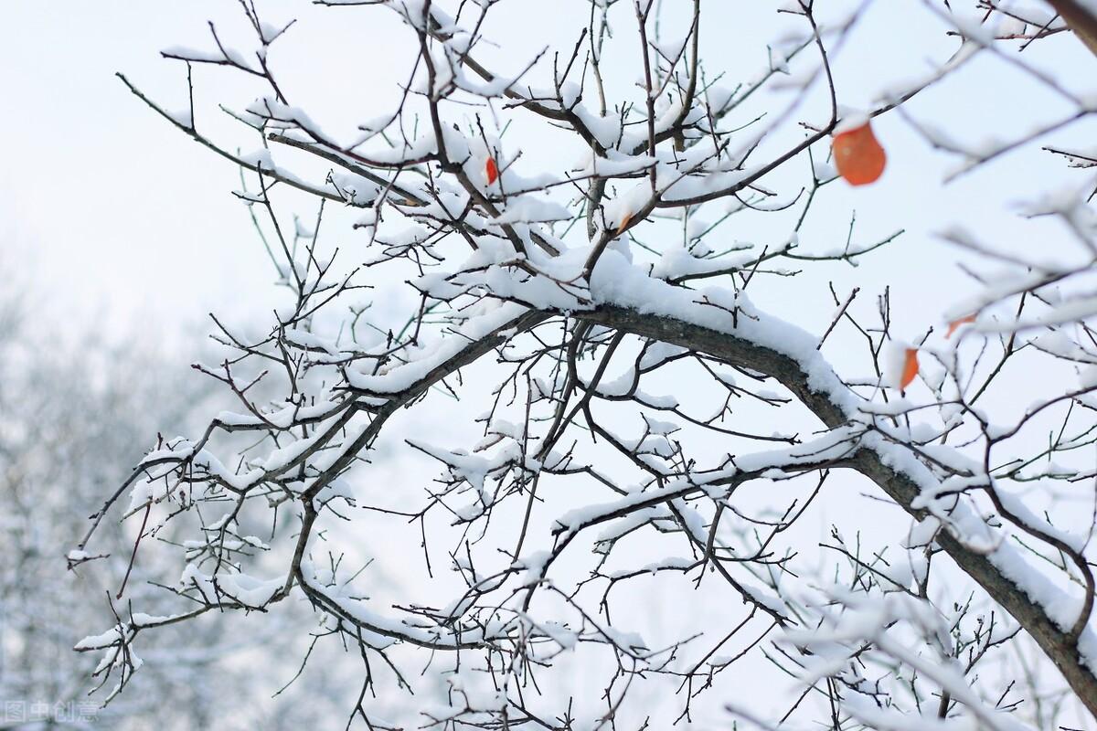 初雪：谁的前世，染指了微凉，谁的今生，执捻了落花(图2)