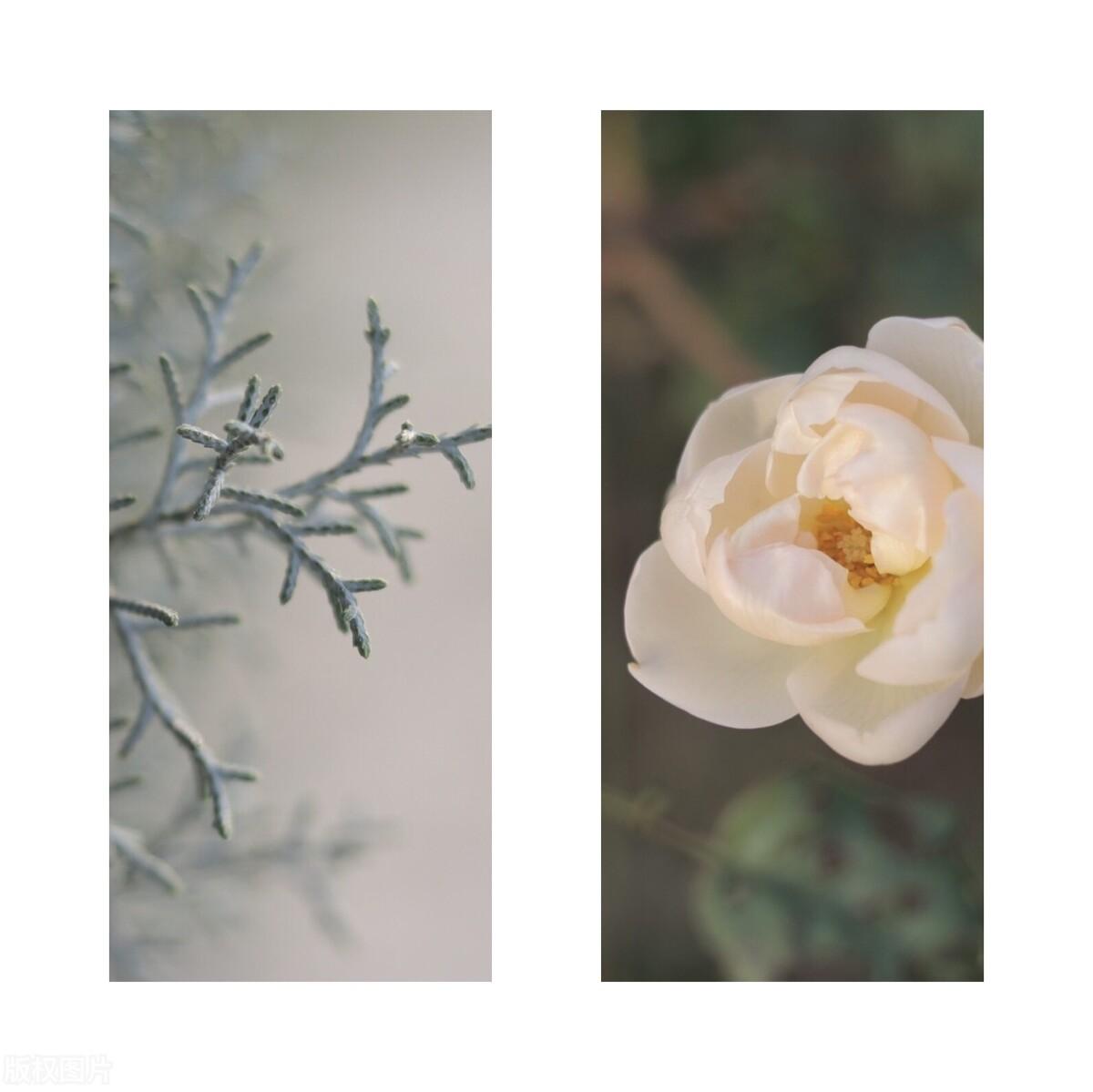 浮生若骄狂，何以安流年，愿时光不负，愿岁月可期(图7)