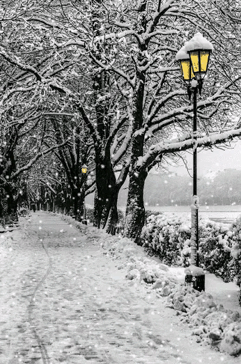 飘雪的日子，聆听雪落无声花开绽放的时光【散文】(图1)