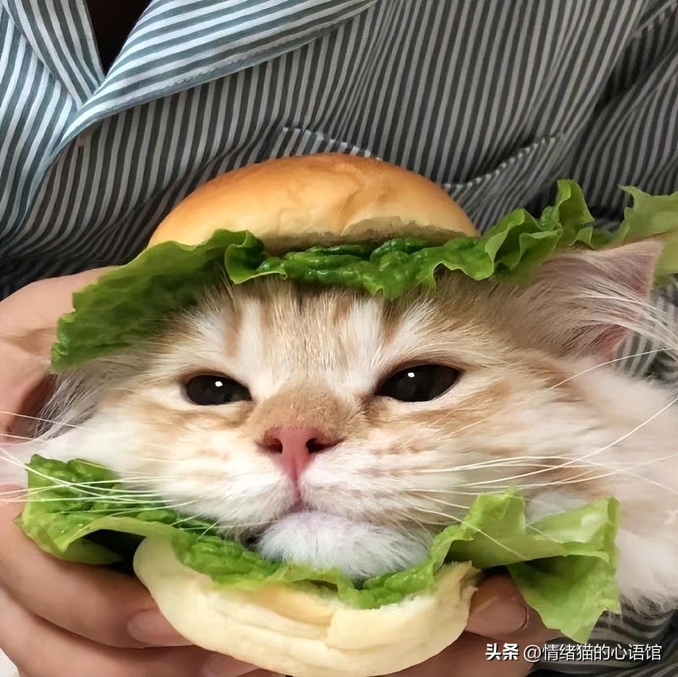 55句值得一看的搞笑幽默说说(图3)