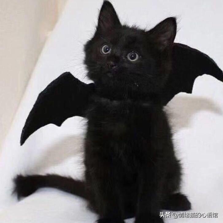 55句值得一看的搞笑幽默说说(图4)