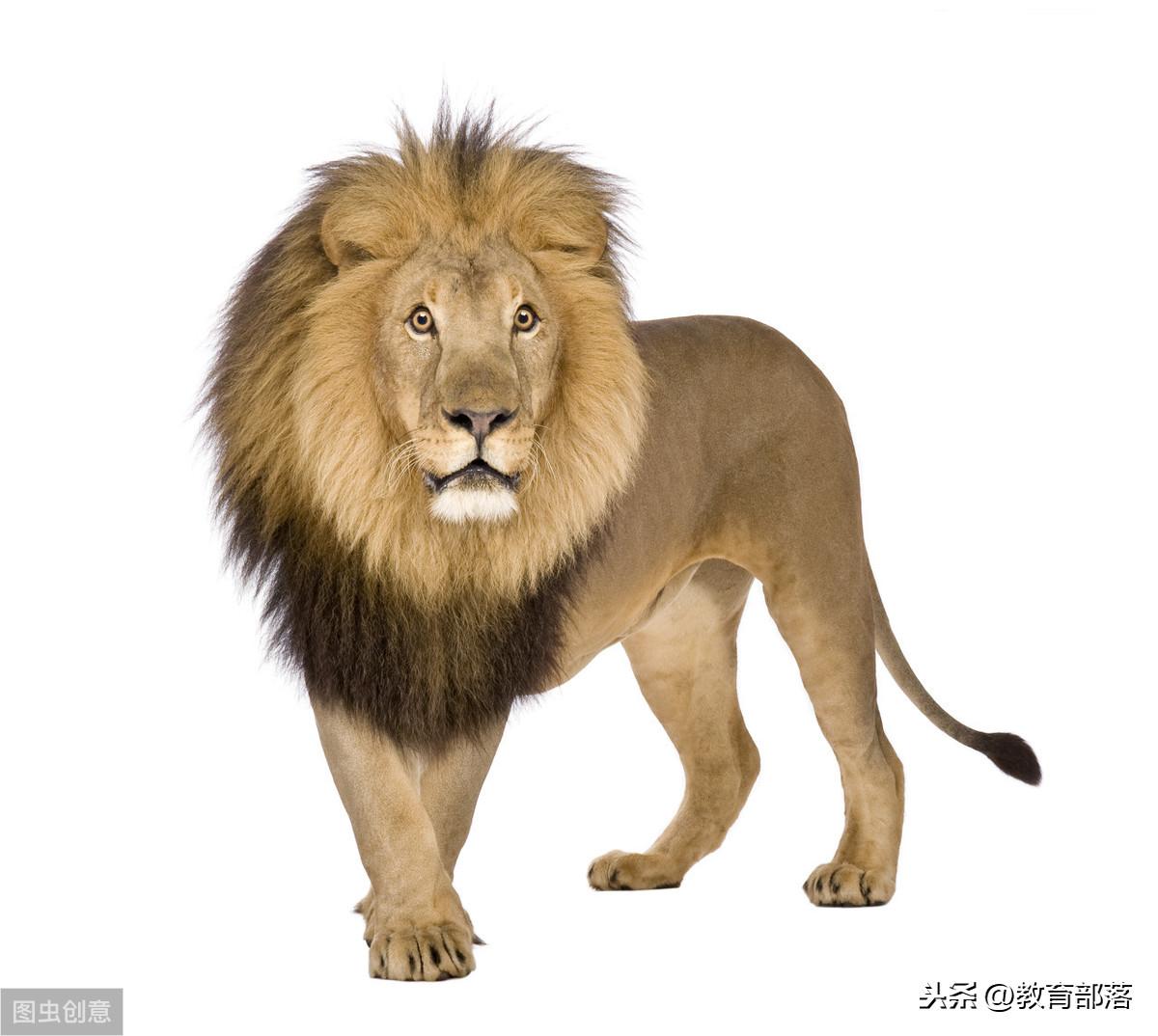 激励小学生的100个寓言故事_故事2、谁更勇敢(图2)